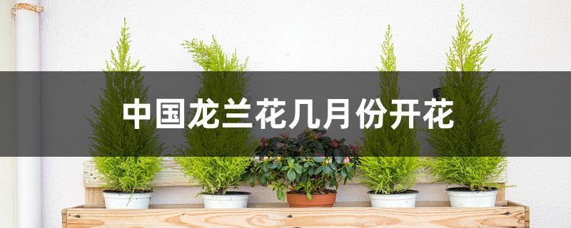 中国龙兰花几月份开花 中国龙兰花几月份开花