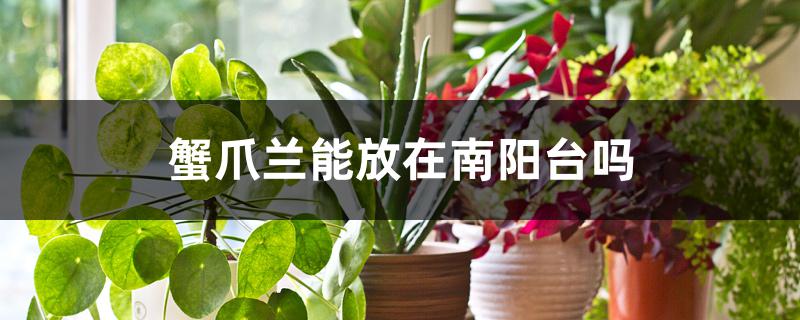 蟹爪兰能放在南阳台吗 蟹爪兰能放在南阳台吗
