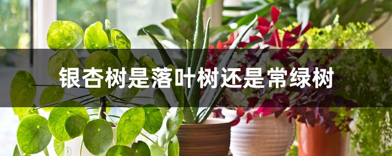 银杏树是落叶树还是常绿树 银杏树是落叶树还是常绿树