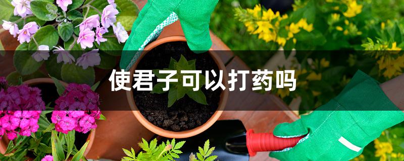 使君子可以打药吗 使君子可以打药吗