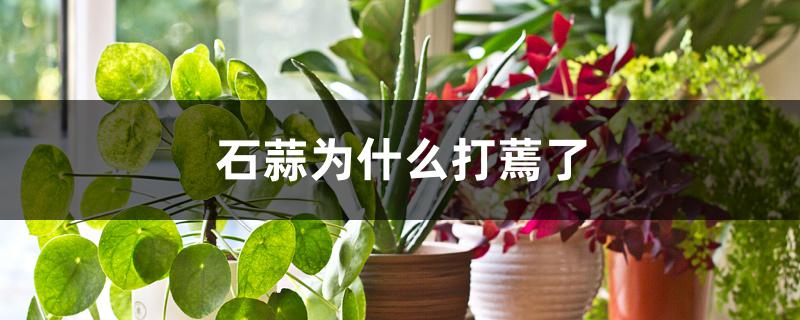石蒜为什么打蔫了