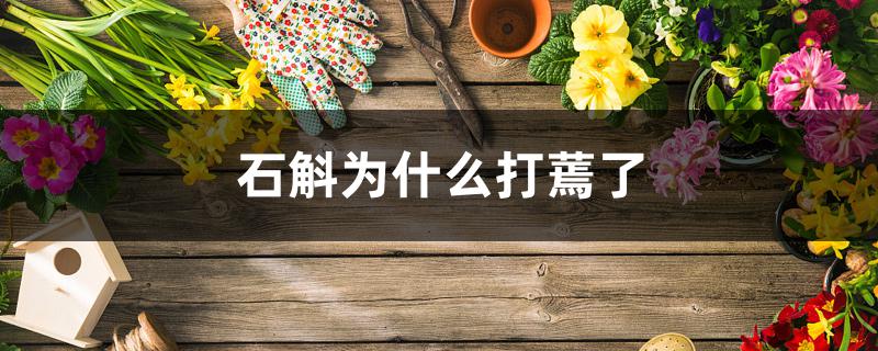 石斛为什么打蔫了 石斛为什么打蔫了
