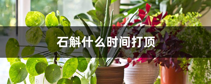 石斛什么时间打顶 石斛什么时间打顶