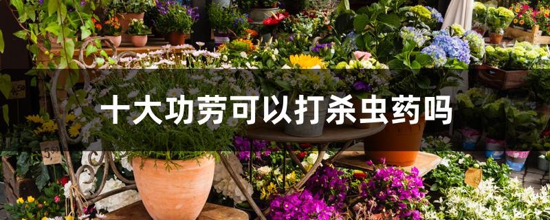 十大功劳可以打杀虫药吗 十大功劳可以打杀虫药吗
