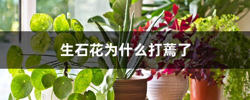 生石花为什么打蔫了 生石花为什么打蔫了