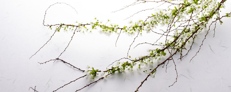 雪柳怎么养在花瓶里,可以在室内养吗 雪柳怎么养在花瓶里,可以在室内养吗