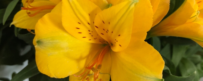 黄百合的花语与寓意是什么,一般送几朵 黄百合的花语与寓意是什么,一般送几朵