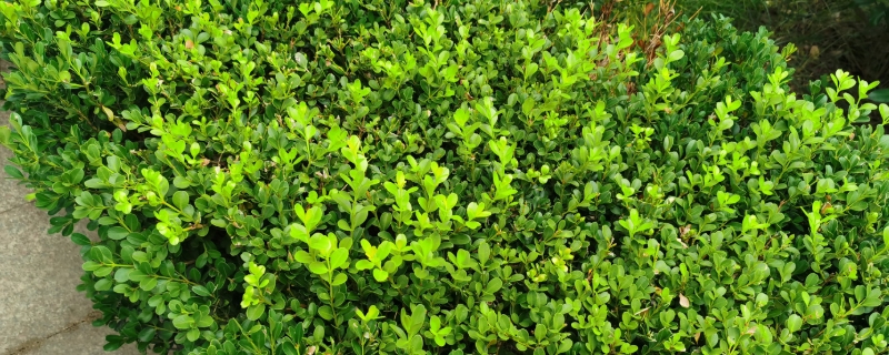 植物叶子黑色霉菌怎么处理,叶子有白霉斑 植物叶子黑色霉菌怎么处理,叶子有白霉斑