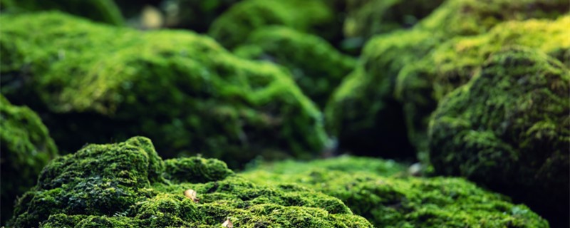 青苔是什么植物,如何养得好 青苔是什么植物,如何养得好