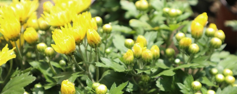 菊花花期怎么浇水施肥,花期怎么养护 菊花花期怎么浇水施肥,花期怎么养护