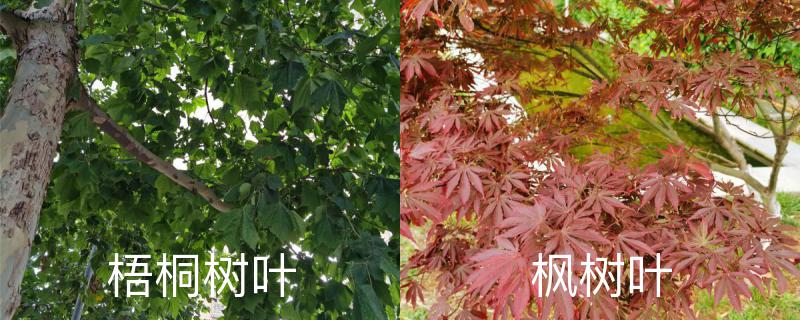 梧桐树叶和枫树叶的区别,梧桐树叶一年四季的颜色 梧桐树叶和枫树叶的区别,梧桐树叶一年四季的颜色