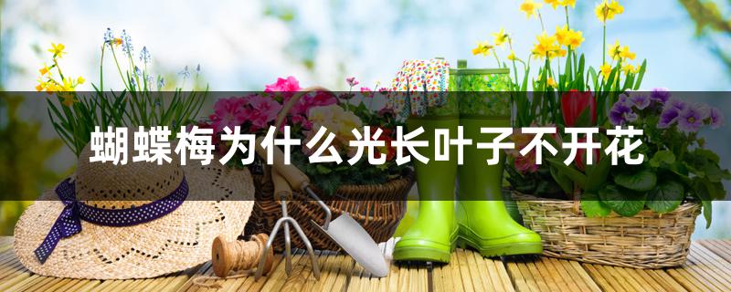 蝴蝶梅为什么光长叶子不开花,一年能开几次花 蝴蝶梅为什么光长叶子不开花,一年能开几次花