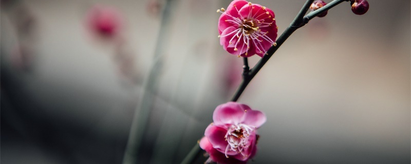 梅花的寓意与花语,有什么传说故事 梅花的寓意与花语,有什么传说故事