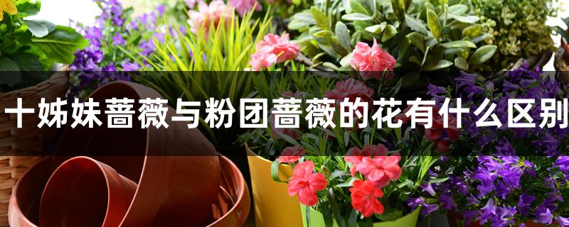 十姊妹蔷薇与粉团蔷薇的花有什么区别，常见品种介绍