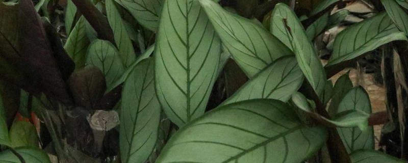竹芋叶子突然耷拉下来,原因及解决方法 竹芋叶子突然耷拉下来,原因及解决方法