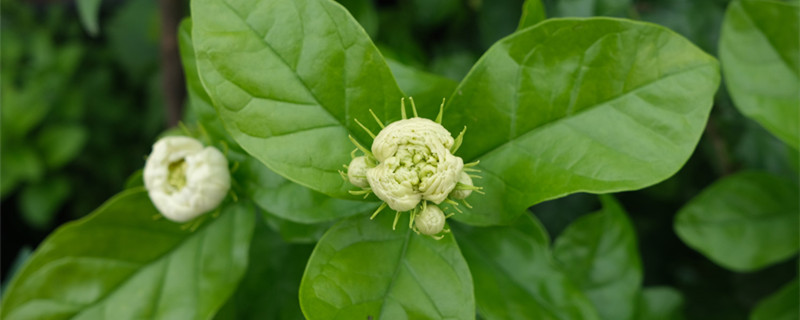 虎头茉莉怎么养殖,怎么过冬 虎头茉莉怎么养殖,怎么过冬