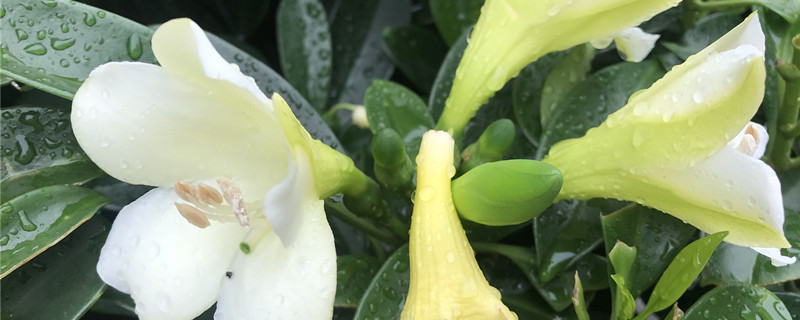 非洲茉莉怎么养,多久浇一次水 非洲茉莉怎么养,多久浇一次水