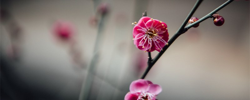 梅花叶子有白点怎么办,生虫子怎么办 梅花叶子有白点怎么办,生虫子怎么办