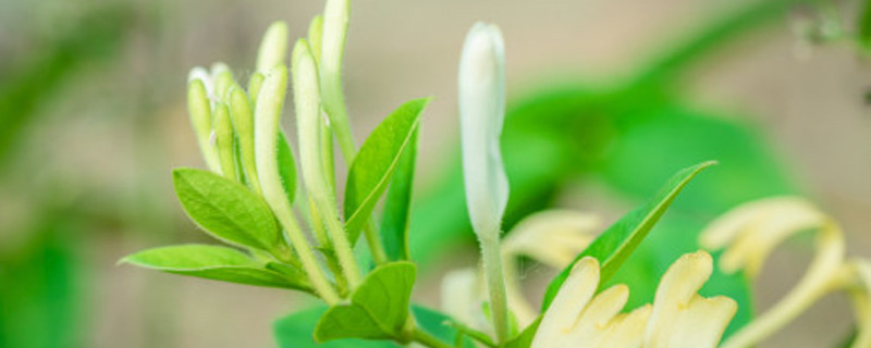 金银花老桩的移栽方法,冬天可以移栽吗 金银花老桩的移栽方法,冬天可以移栽吗