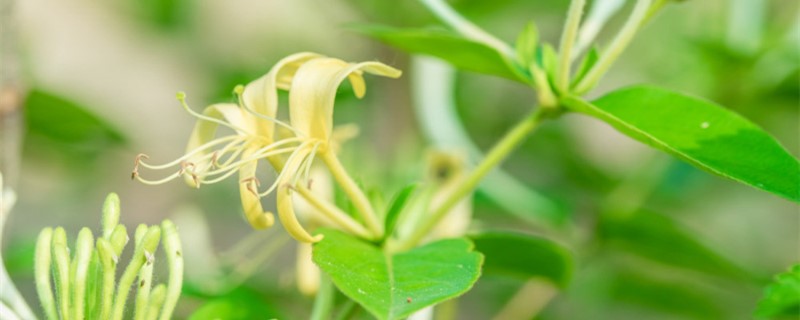 金银花叶子发白怎么办,枝条上生白色的东西 金银花叶子发白怎么办,枝条上生白色的东西