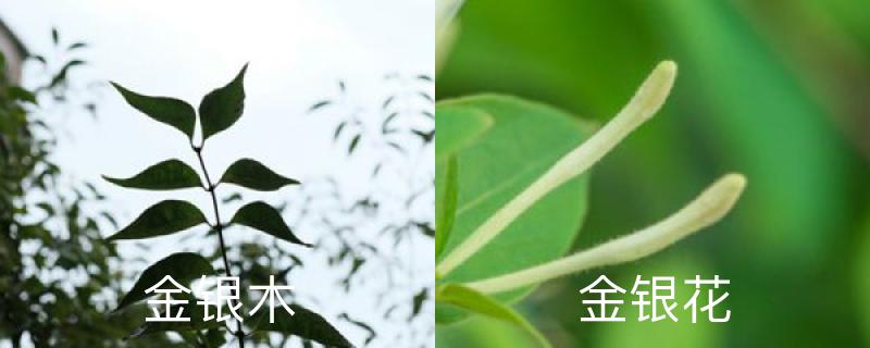 金银木与金银花的区别,金银木果实能吃吗 金银木与金银花的区别,金银木果实能吃吗