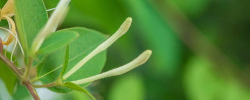 金银花的繁殖方法,怎样扦插成活率高 金银花的繁殖方法,怎样扦插成活率高