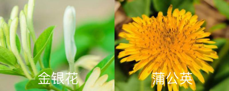 金银花和蒲公英的区别,蒲公英茶有什么用 金银花和蒲公英的区别,蒲公英茶有什么用