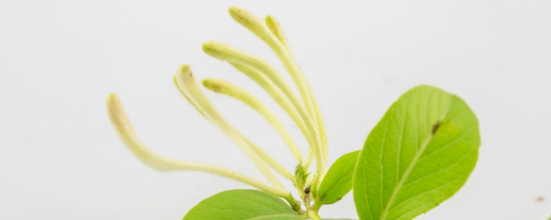 金银花在春天的修剪方法,冬季怎么修剪 金银花在春天的修剪方法,冬季怎么修剪
