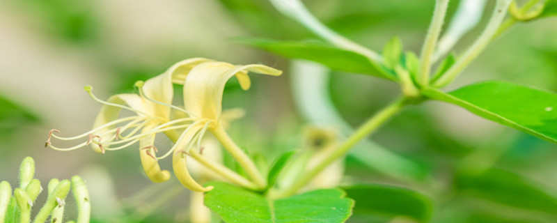 如何栽种金银花老桩,后期如何养护管理 如何栽种金银花老桩,后期如何养护管理