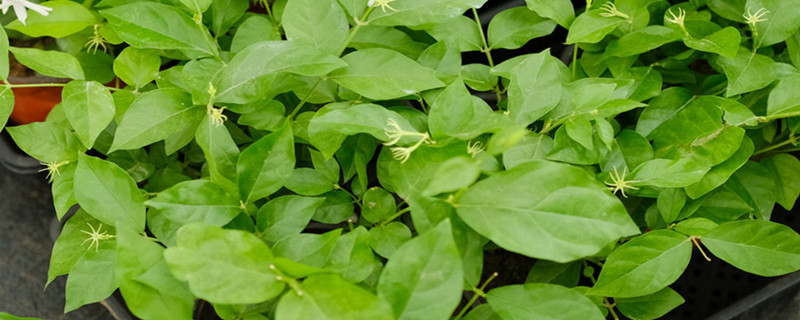 如何让茉莉开花,花期在什么时间 如何让茉莉开花,花期在什么时间