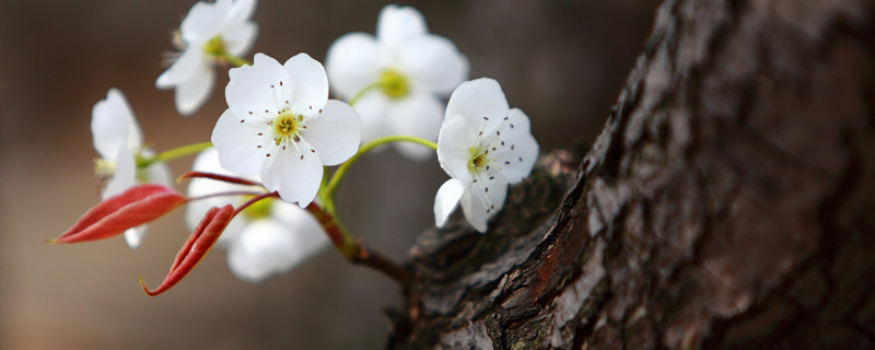 梨花受冻后怎样补救,花期管理要点 梨花受冻后怎样补救,花期管理要点