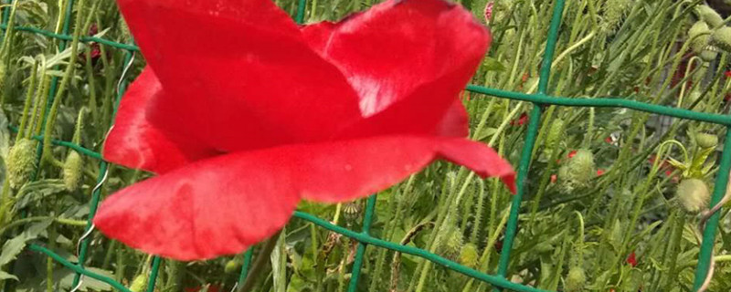 怎么移植虞美人,什么时候移植 怎么移植虞美人,什么时候移植