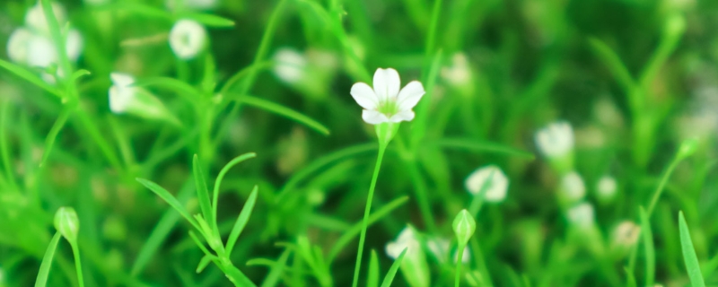 满天星的花语是什么,适合送什么人 满天星的花语是什么,适合送什么人