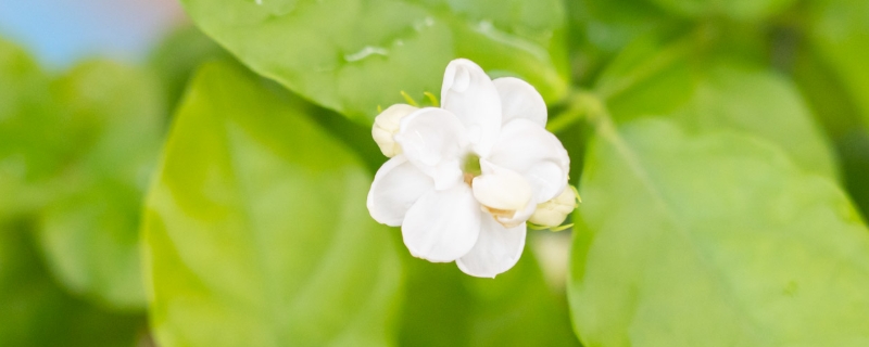 茉莉花为什么不开花,冬天怎么养 茉莉花为什么不开花,冬天怎么养