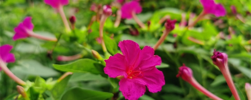 紫茉莉种子怎么种,怎么催芽 紫茉莉种子怎么种,怎么催芽
