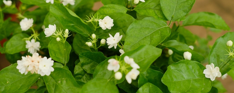 茉莉花开花后怎么修剪,花后怎么养护 茉莉花开花后怎么修剪,花后怎么养护