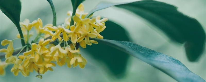 桂花树移栽要注意什么,怎么移栽 桂花树移栽要注意什么,怎么移栽
