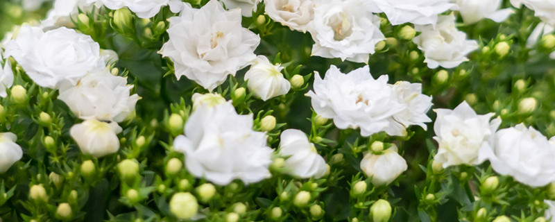 白色风铃花花语,花期在什么时间 白色风铃花花语,花期在什么时间
