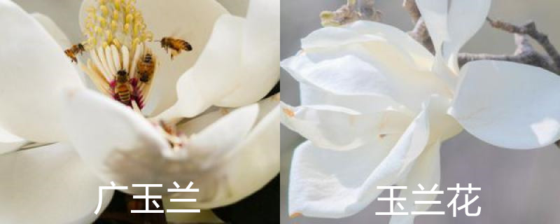 广玉兰和玉兰花的区别,如何分辨 广玉兰和玉兰花的区别,如何分辨