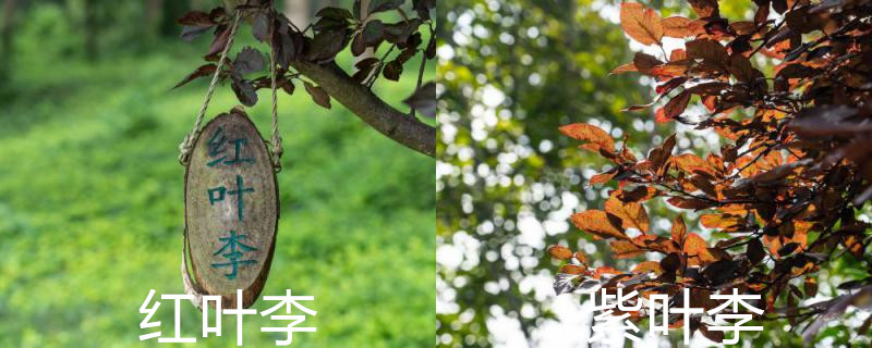 红叶李和紫叶李区别,紫叶李果实可以吃吗 红叶李和紫叶李区别,紫叶李果实可以吃吗