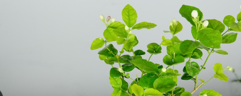 怎么种茉莉花,适合什么时候种 怎么种茉莉花,适合什么时候种