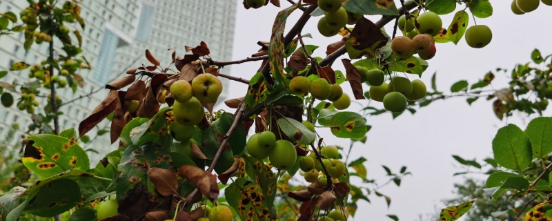 海棠花骨朵枯萎怎么办,花骨朵不开就掉了 海棠花骨朵枯萎怎么办,花骨朵不开就掉了
