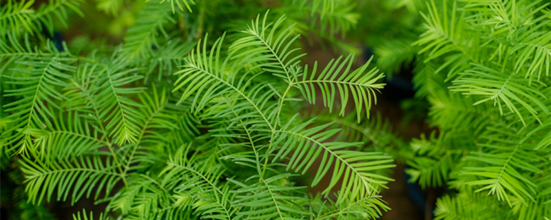中山杉和水杉的区别,中山杉是常绿树吗 中山杉和水杉的区别,中山杉是常绿树吗