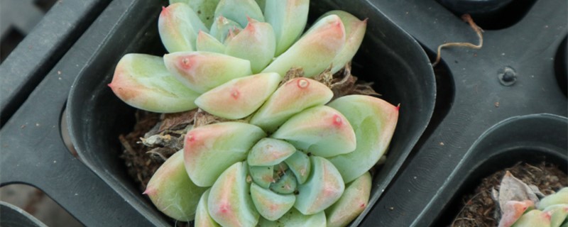 多肉长出两个花心怎么办,开花了怎么处理 多肉长出两个花心怎么办,开花了怎么处理