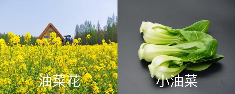 油菜花和小油菜的区别,油菜花的学名是什么 油菜花和小油菜的区别,油菜花的学名是什么