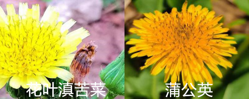 花叶滇苦菜和蒲公英的区别,是一种吗 花叶滇苦菜和蒲公英的区别,是一种吗