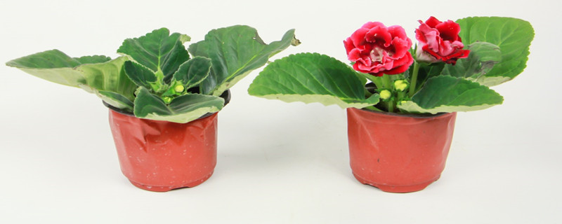 大岩桐花球怎样快速发芽,日常怎么养护 大岩桐花球怎样快速发芽,日常怎么养护