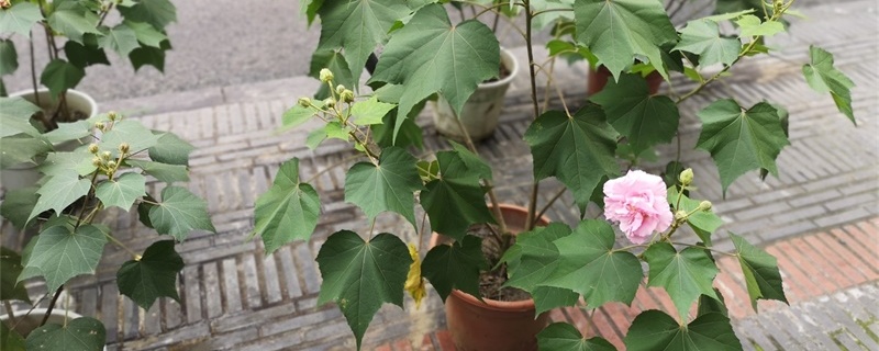 芙蓉花的寓意和花语,名字的由来 芙蓉花的寓意和花语,名字的由来
