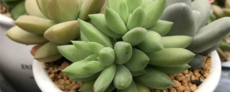 千佛手怎么叶插最快,可以见太阳吗 千佛手怎么叶插最快,可以见太阳吗