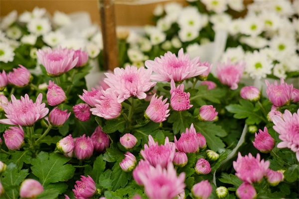 这花冒了100个花苞,被她剪了70个,心疼! 这花冒了100个花苞,被她剪了70个,心疼!